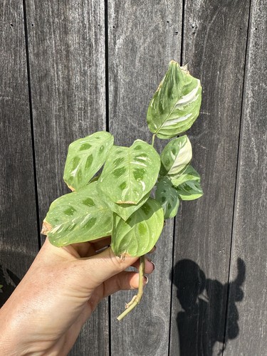 Variegated rabbit foot maranta