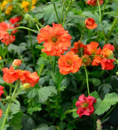 Geum fire opal british - 3, 'fire