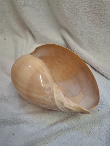 Large seashell - large,