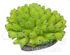 Fluorescent Green Purple Tip