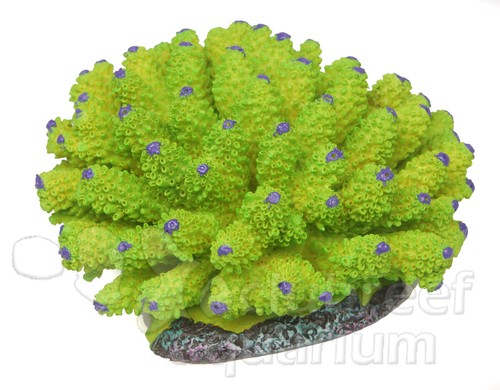 Fluorescent green purple tip - fluorescent,