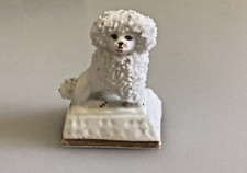 Very sweet miniature poodle