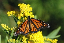 Seeds monarch butterfly - seeds),