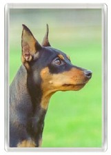 MINIATURE PINSCHER MIN PIN DOG