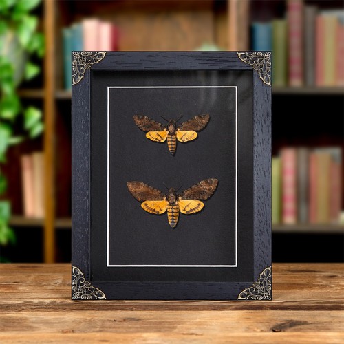 Death head moth - head, male