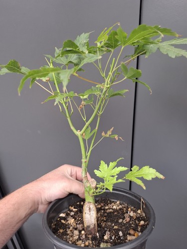 Japanese maple bonsai tree