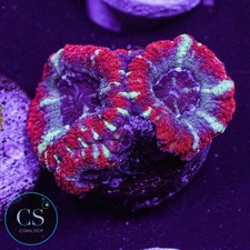 CS Agent Orange Asian Acan -