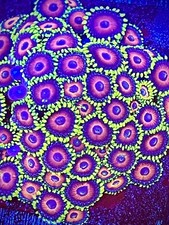Watermelon zoas polyp - polyp, frag