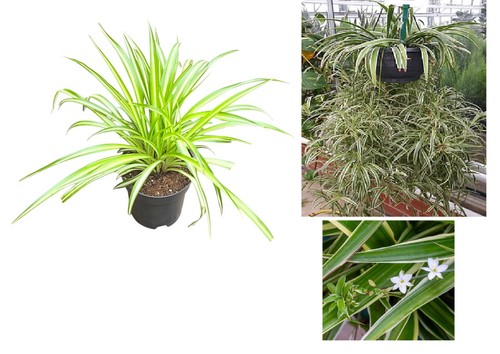 Spider plant 12cm pot - spider, plant,12cm