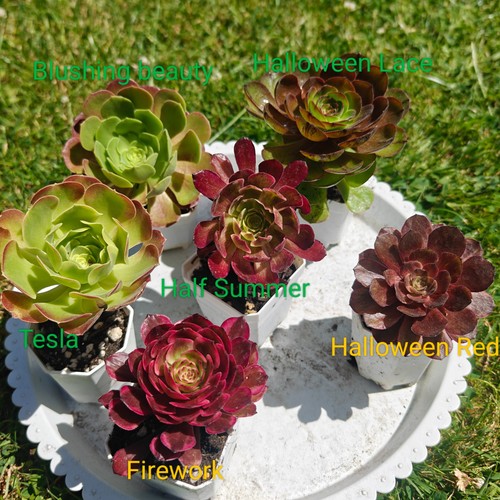 Plants variegated aeonium - variegated,