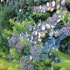 Sedum sieboldii mediovariegatum 8.5cm Potted Plant by Thompson & Morgan