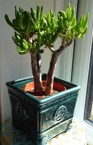 Money tree jade crassula ovata - tree,