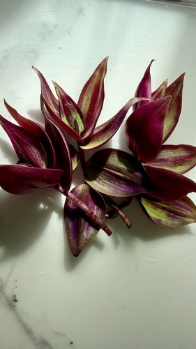 Tradescantia zebrina - 3x,