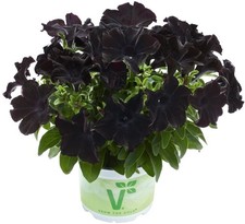 Petunia back black - back, to