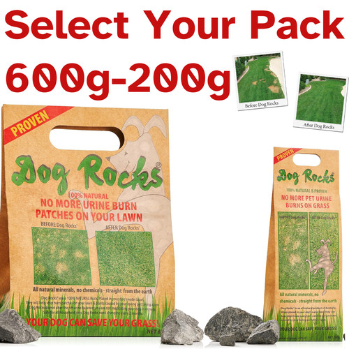 Dog rocks water feed - dog,