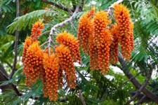 5 COLVILLEA RACEMOSA SEEDS -