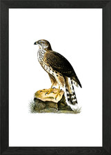 Vintage goshawk bird - goshawk,