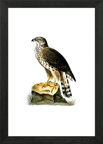 Vintage goshawk bird framed - goshawk,