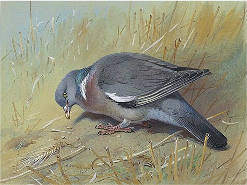 Wood pigeon amongst - a, stubble