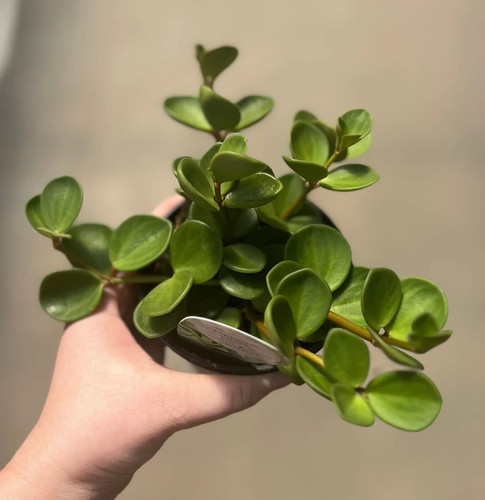 Peperomia hope house trailing - house,