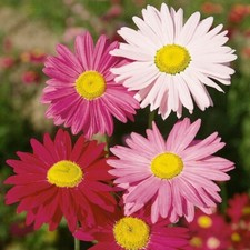 Pyrethrum Grandiflora Single Mixed (Tanacetum cinerariifolium) 0.1g Apx.100seeds