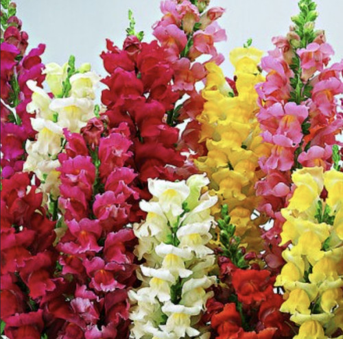 Antirrhinum cheerio mixed - antirrhinum,
