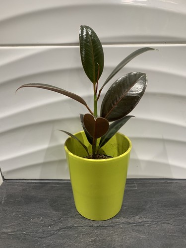 Ficus rubber dracaena house - ficus,,