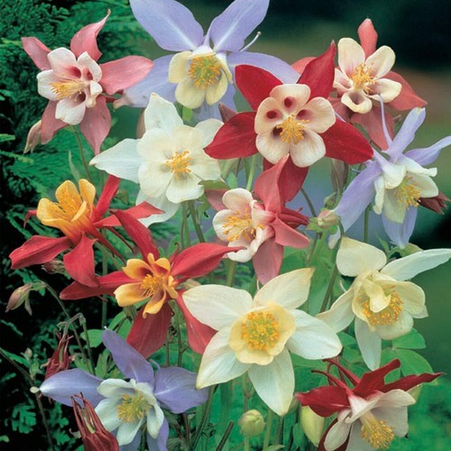 Aquilegia grannys bonnet - grannys,