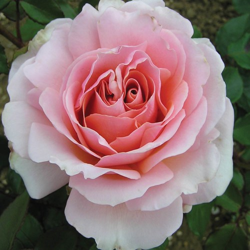 Rose the queen - rose, ii