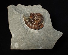 Large calcite Promicroceras ammonite fossil display piece (30mm)
