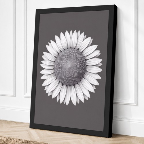 Sunflower study botanical - study,