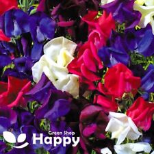 SWEET PEA OLD SPICE STARRY NIGHTS 15 SEEDS Lathyrus odoratus DARK SHADES FLOWER