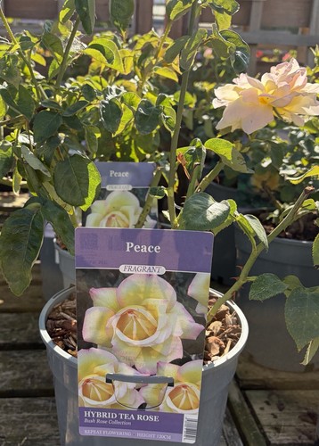 Peace rose potted plant - peace,