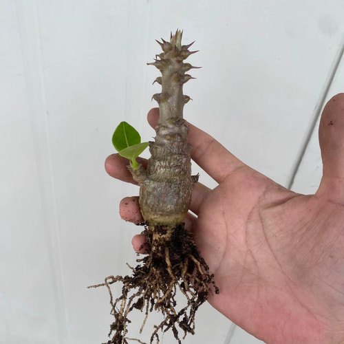 1piece 8cm seedgrowth cactis - 7-8cm,