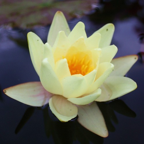 Mature yellow water lily - lily, ~