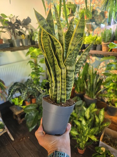45cm sansevieria laurentii - sansevieria,