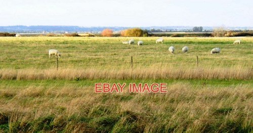 Photo grazing land - photo, at