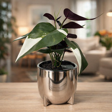 Next Silver Pot & Everlasting