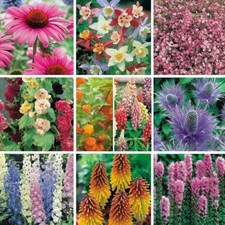 Pack x12 'Mixed Varieties'