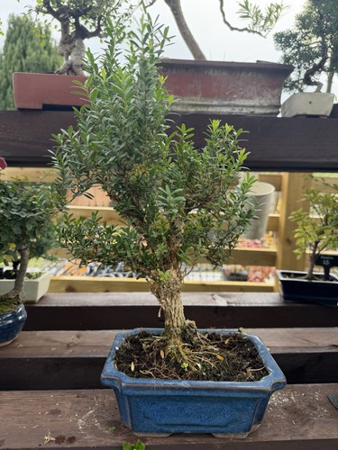 Chinese holly - chinese,