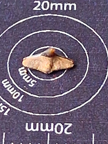 Squatina prima angel shark - squatina,