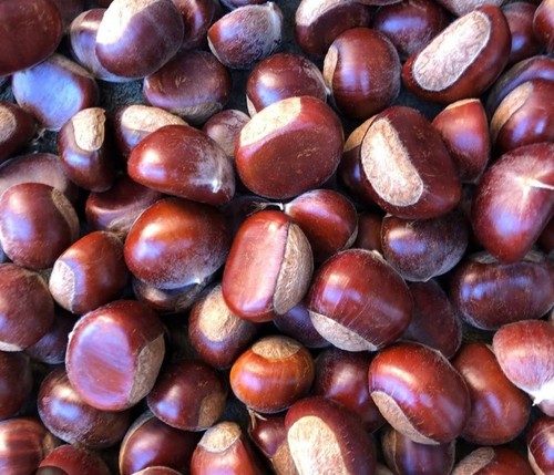 Chestnuts freshly picked - chestnuts,