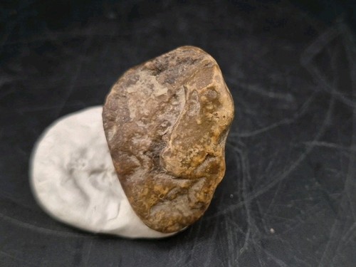 Real permineralized reptile - permineralized,