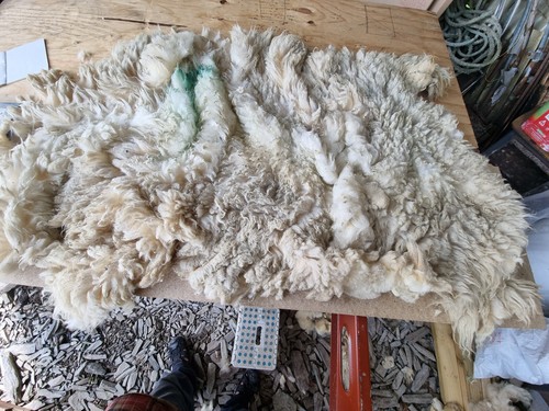 Raw sheep fleece spinning - sheep,