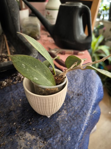 Hoya sunrise plant - sunrise,