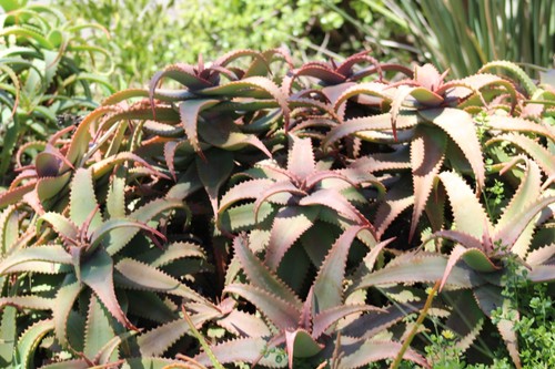 Succulents aloe elgonica - aloe,
