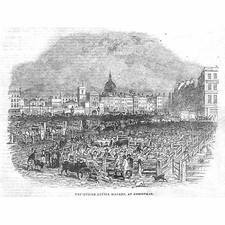 LONDON Smithfield Cattle