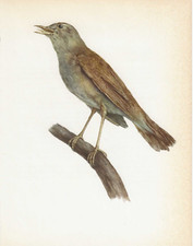 Vintage Bird Print