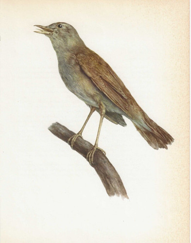 Vintage bird print - bird,