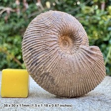Rare Fossil Ammonite Toricellites lahuseni Jurassic Callovian Ashton Keynes UK